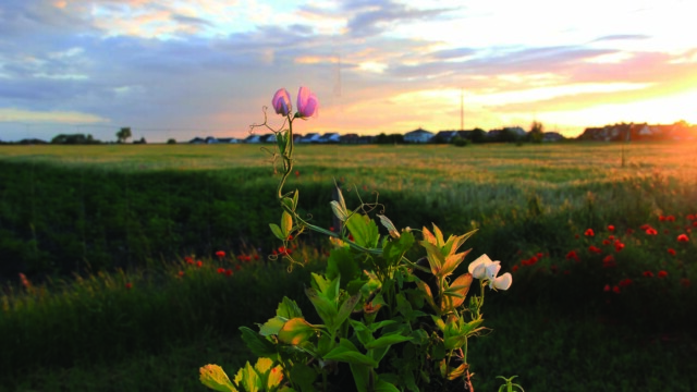 Iga Martin "OBSZARY OCHRONNE. O potrzebie poszukiwania i kontrolowania dzikiej natury w epoce postprzyrody w kontekście współczesnej rzeźby i działań przestrzennych."